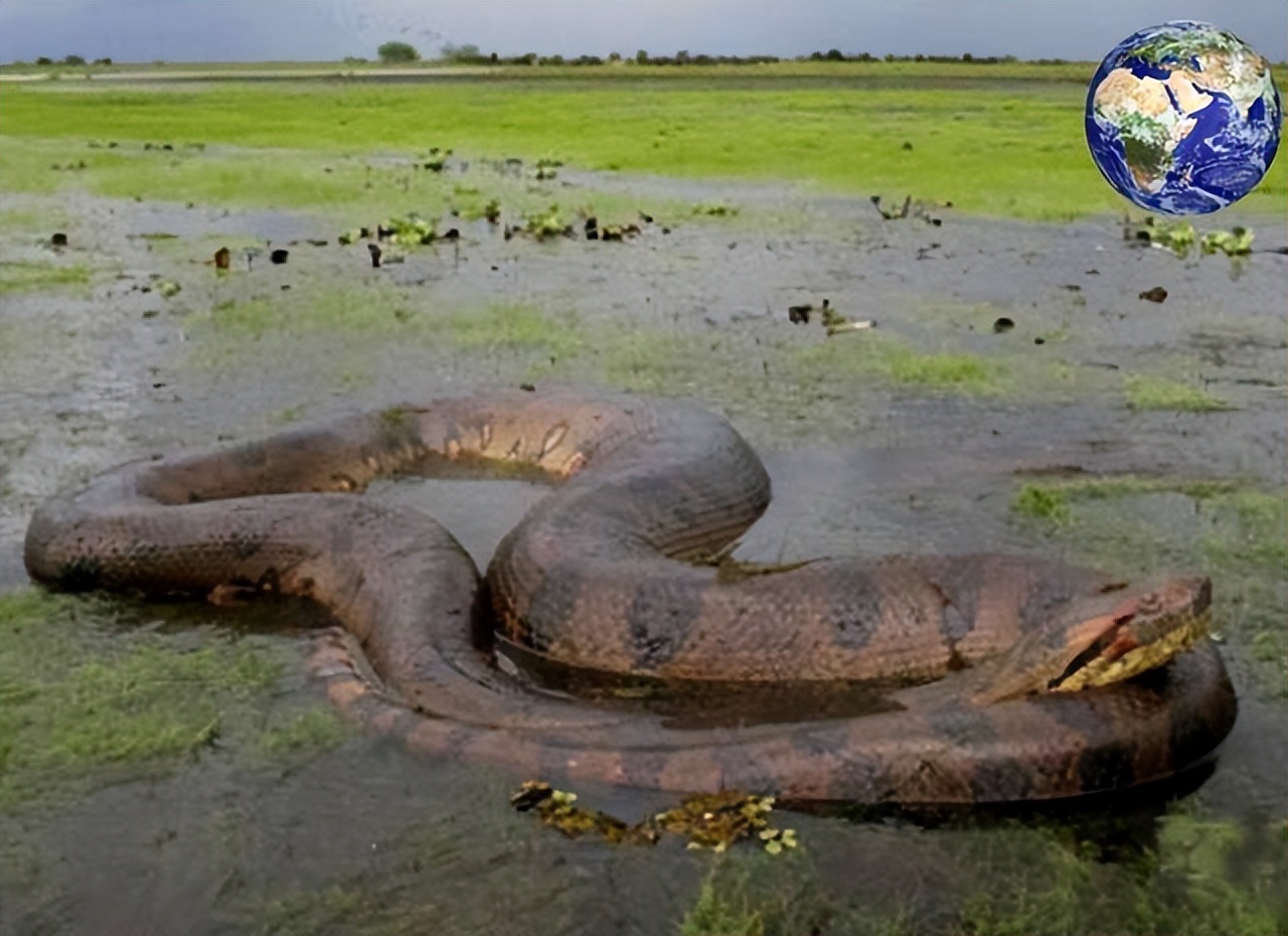 500m的红海巨蟒真的存在吗,泰坦巨蟒和红海巨蟒哪个比较大
