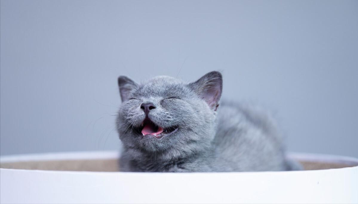 这5种猫堪称白眼狼养了也白养,猫白眼狼