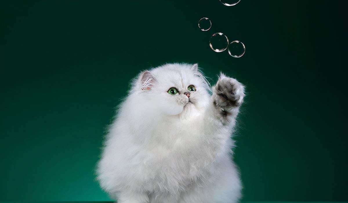 猫咪名字叫什么好听可爱,网红最好听的猫咪名字