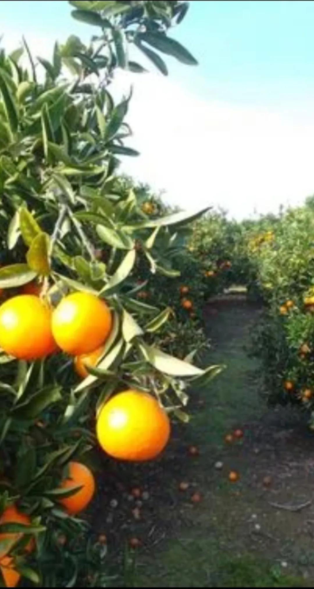 2024年乡村产业的40条政策补贴,农村未来3年最赚钱的行业