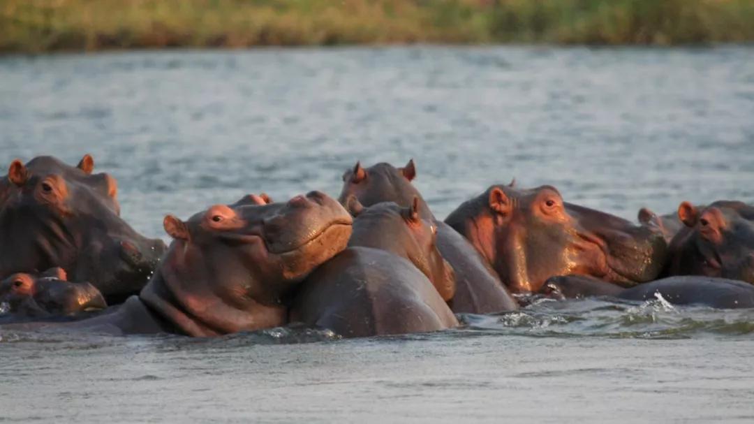 科普|只有河马能做到的事