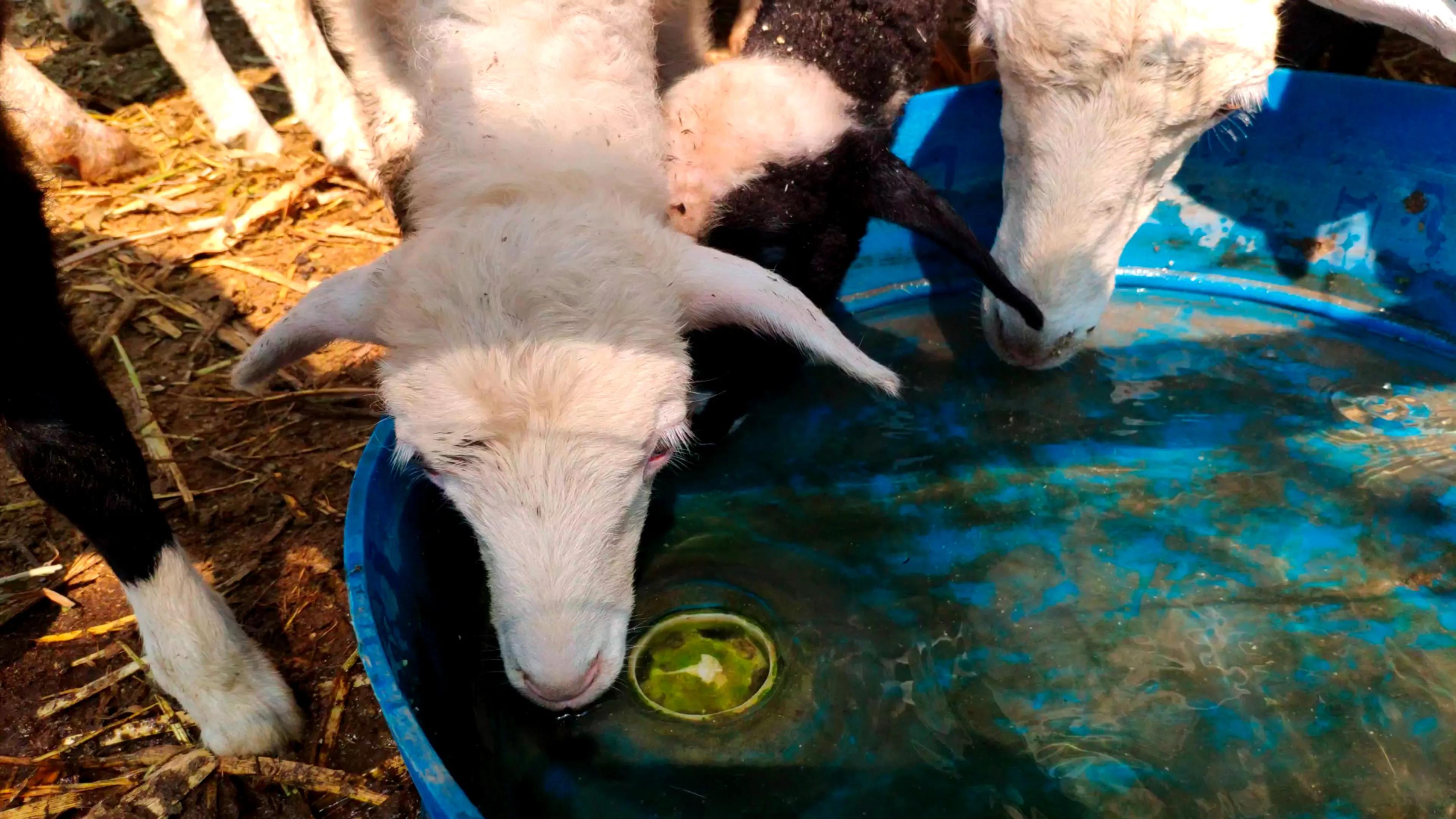 羊冬天喝水的正确方法,冬季怎样给羊饮水