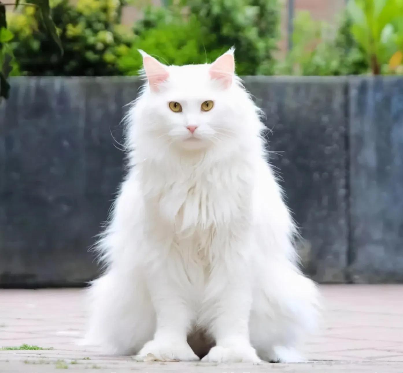 灰色猫咪是什么品种,玳瑁猫咪是什么品种