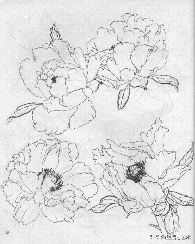 工笔牡丹和鸟白描图片欣赏,王道中工笔牡丹白描稿马蹄莲