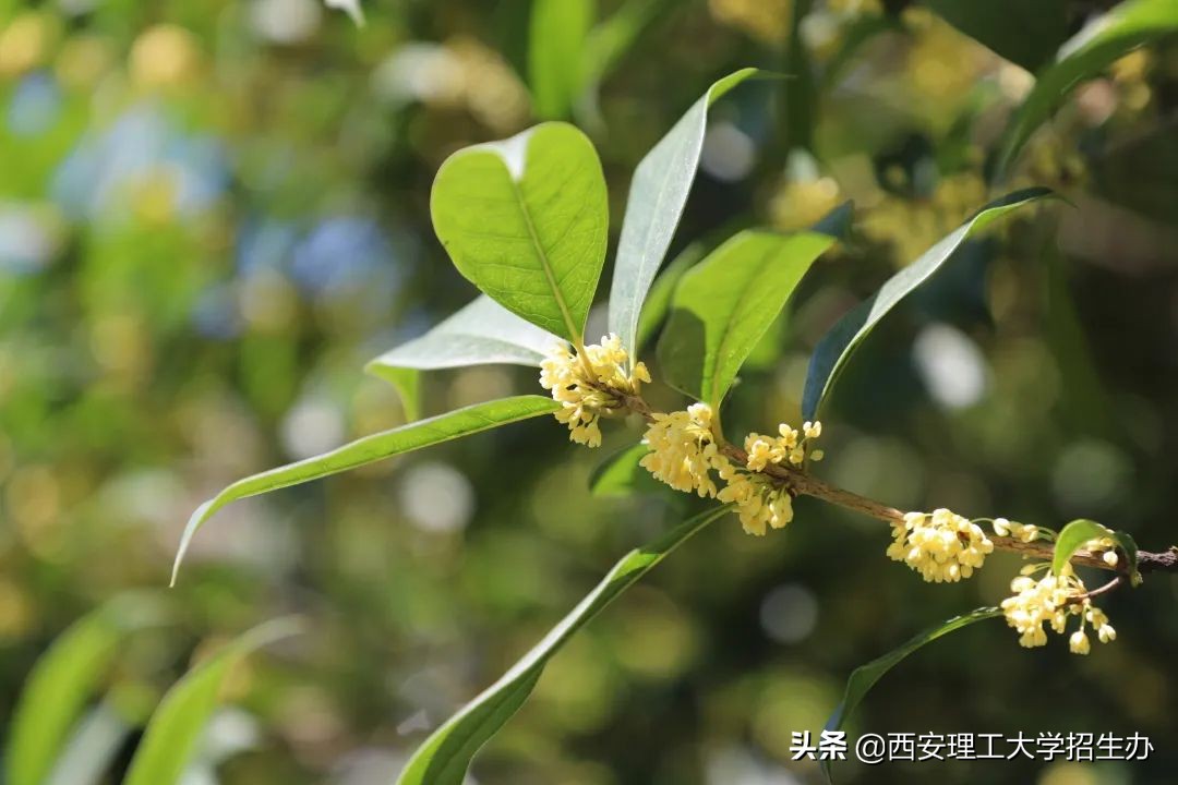 高校绿色学校创建工作总结,绿色学校创建行动方案四川高校