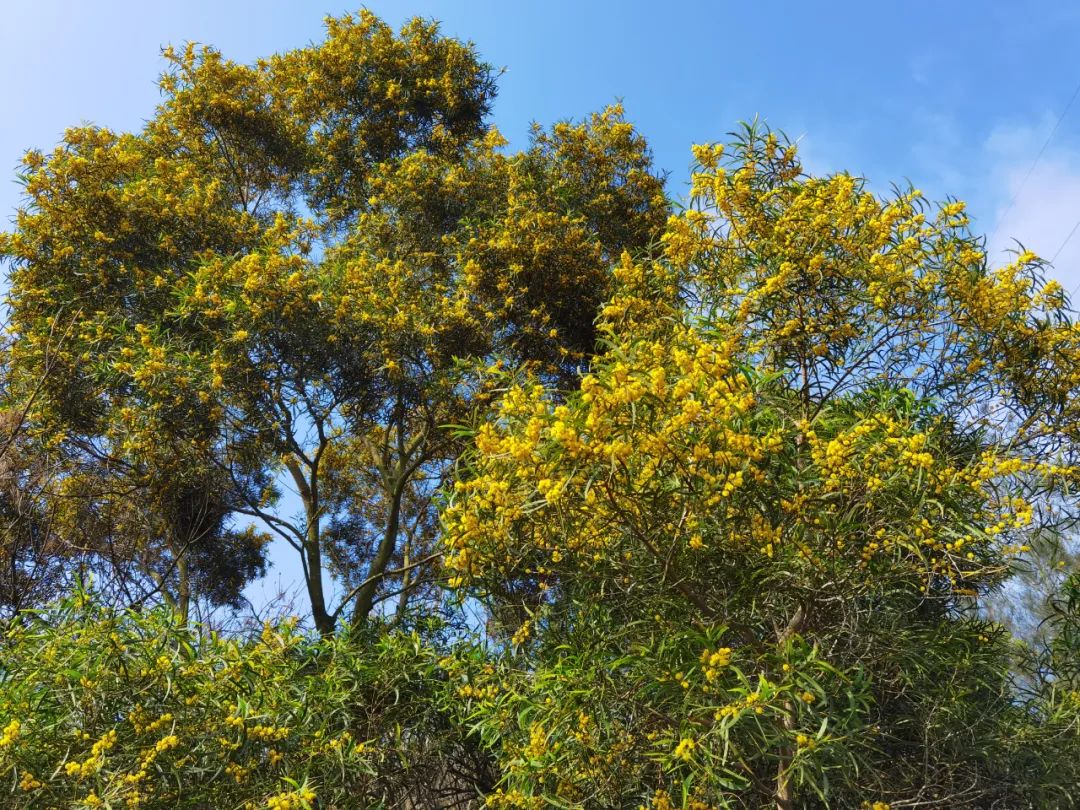 五一适合去哪旅游东山岛,东山岛旅游攻略一天游玩