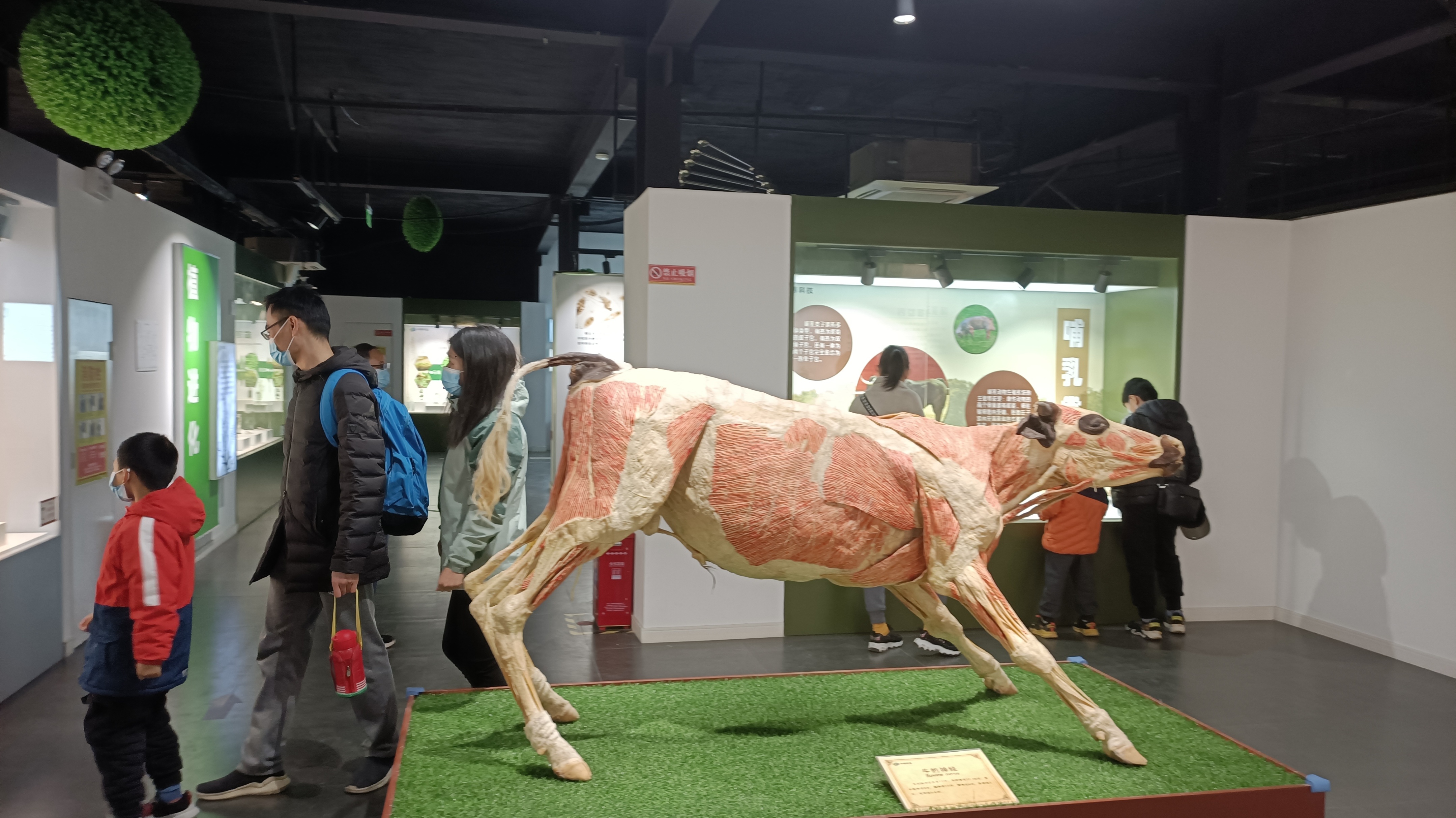 郑州生命自然科学馆,生命科学馆之旅