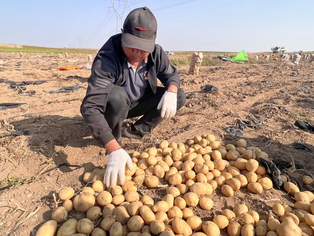 内蒙古包头固阳马铃薯基地,包头市固阳县红泥井合作社