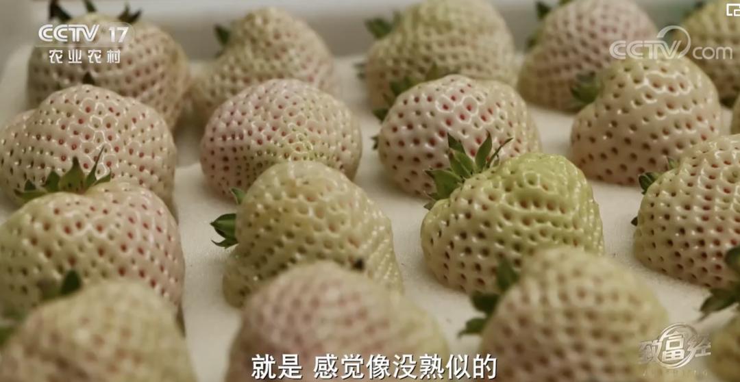 丹东九九草莓和红颜区别,丹东九九草莓新品