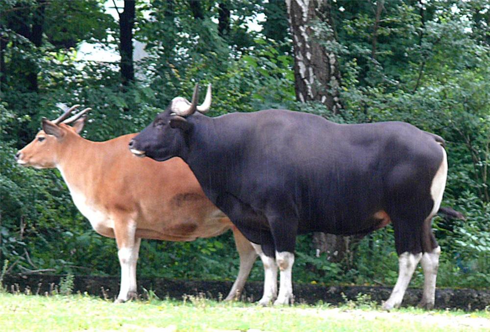 被遗忘的巨兽云南白肢野牛,野生白犀牛灭绝了吗