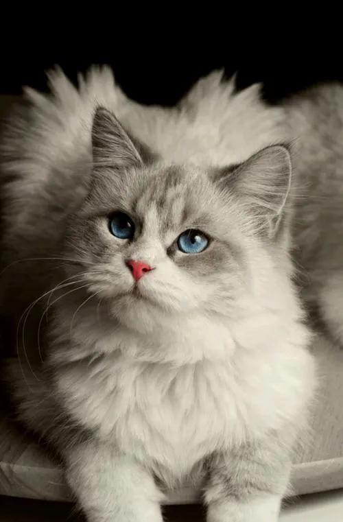 猫咪如何驯服另一只猫,猫咪要怎么驯服