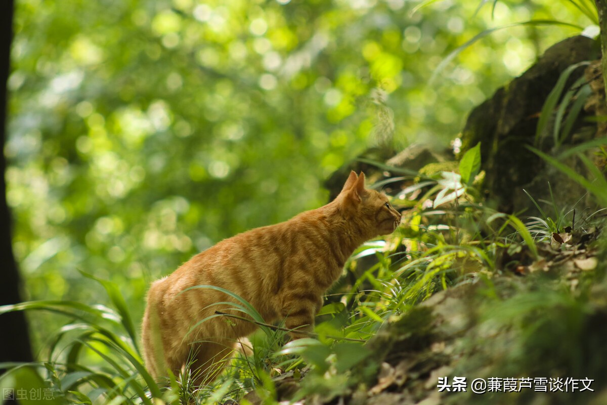 从两篇《猫》谈起——阿宝老师的“作文经”（一四五）