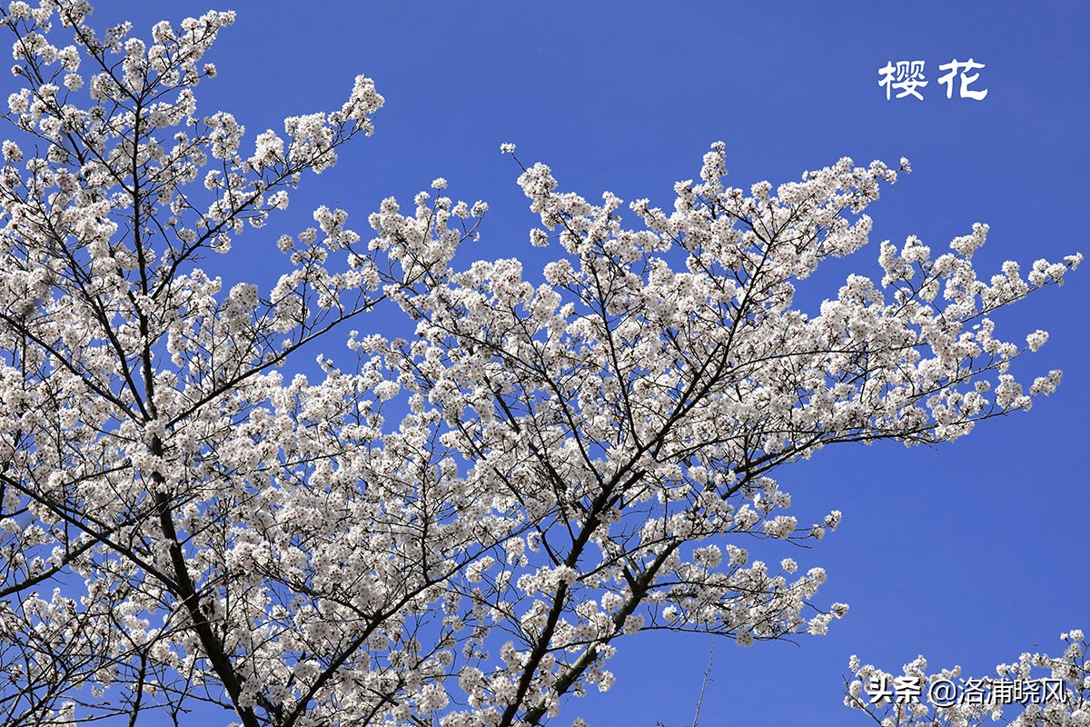 樱桃花和东京樱花区别,樱花和山樱桃花是一样的吗