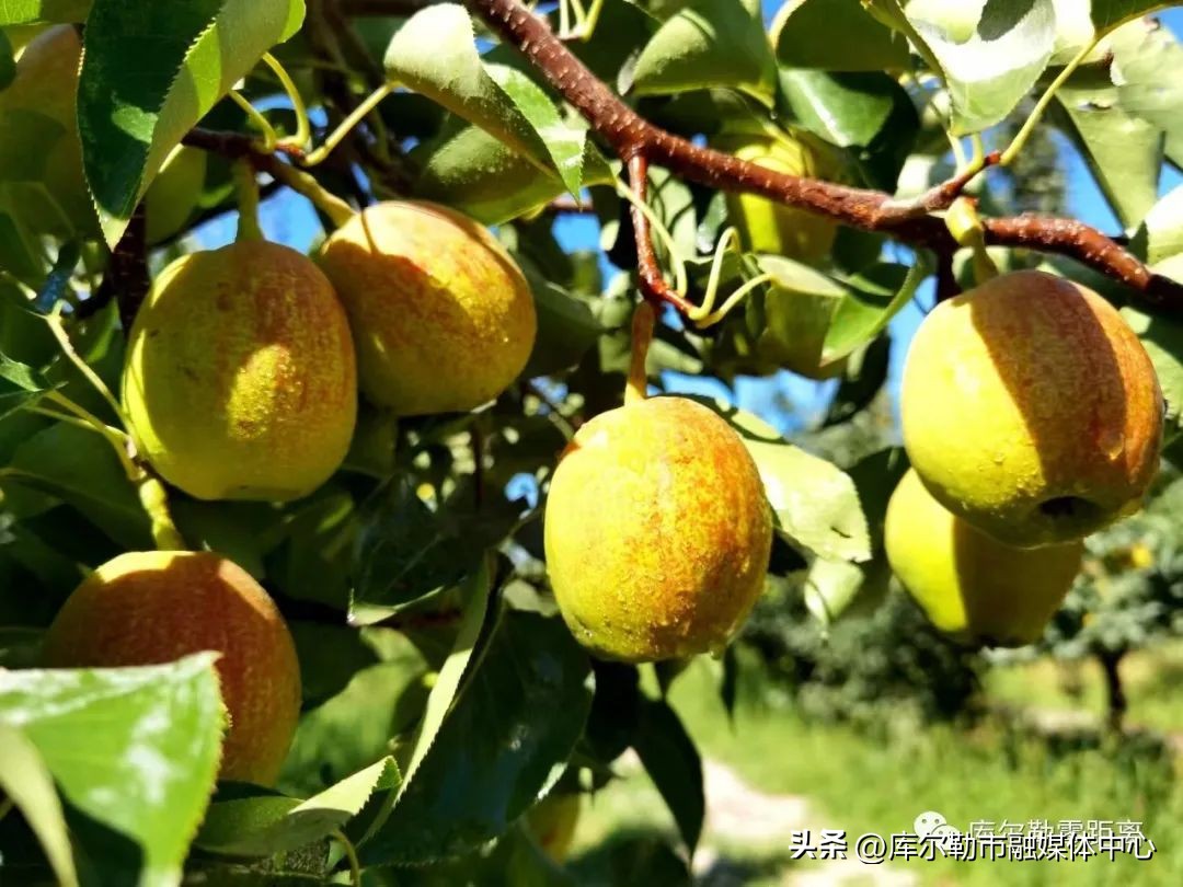 优质源头农产品新疆库尔勒香梨,库尔勒香梨亩效益