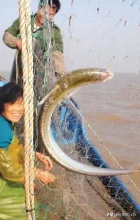 目前市场上的刀鱼是长江刀鱼吗,江阴刀鱼是江刀还是海刀