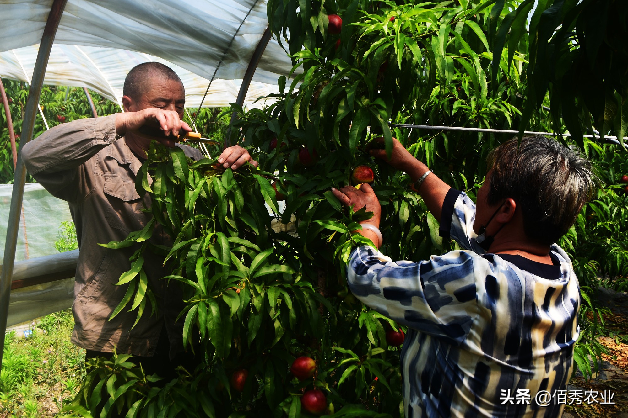 种植桃子成本与利润,农村种植零风险