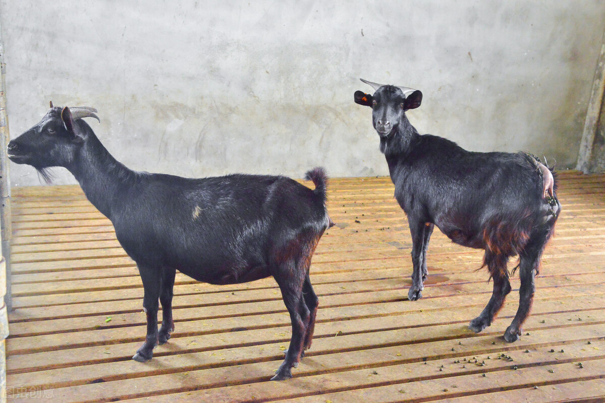 羊得了口蹄疫蹄子溃烂怎么处理,羊得了口蹄病严重时的症状