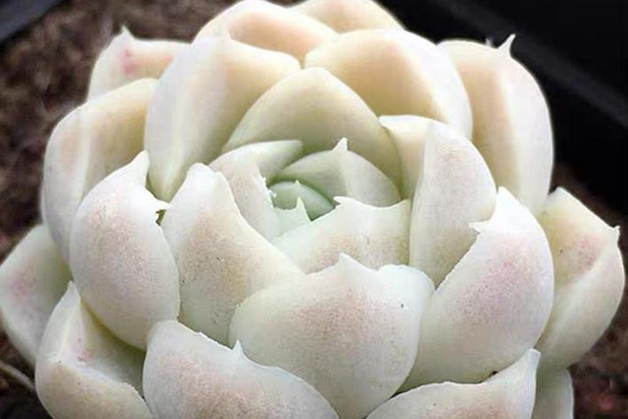 月影系最好养的多肉,月影系多肉最好养的品种