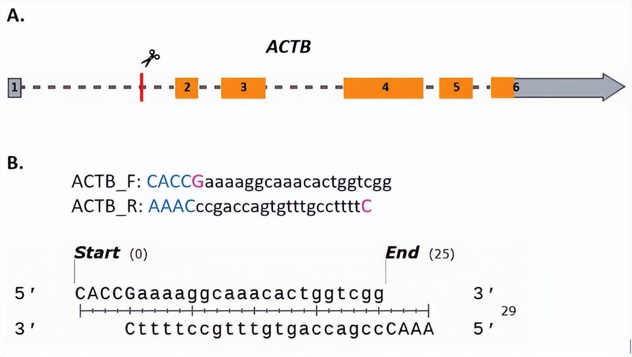 crispr蛋白质,crispr最新成果