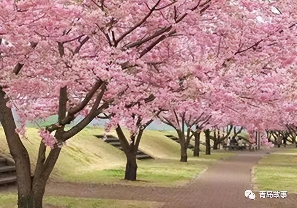 青岛市花耐冬,青岛市花