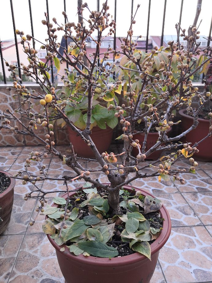 腊梅有隐芽出枝吗?,蜡梅如何在冬季绽放