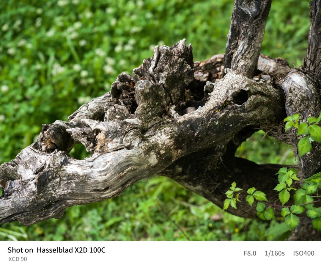 哈苏x2d-100c的三款镜头价格,哈苏x2d100c能不能用佳能ef镜头