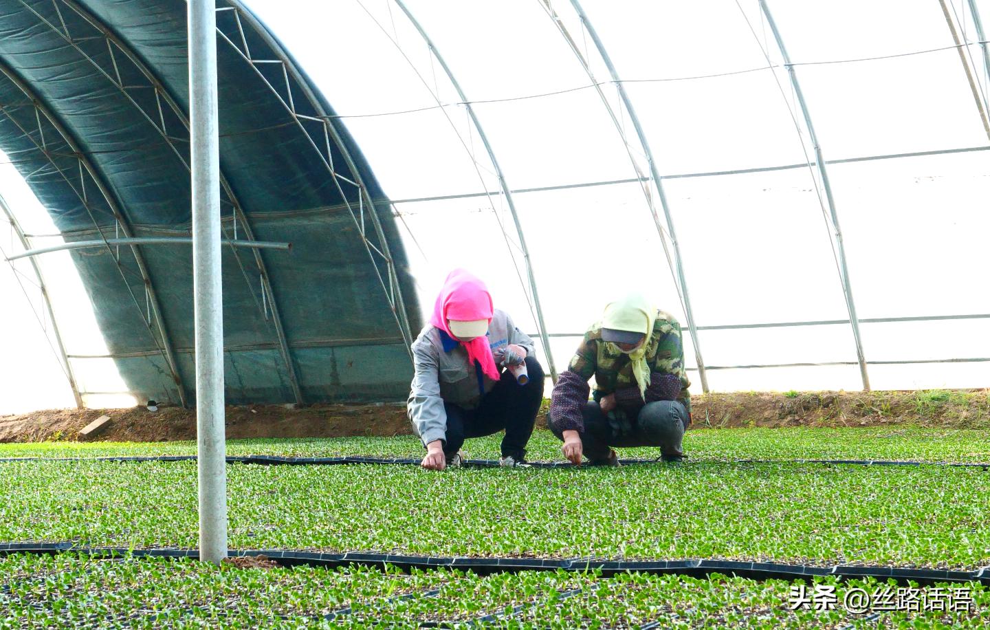 三抓三促春季造林,三抓三促七里河