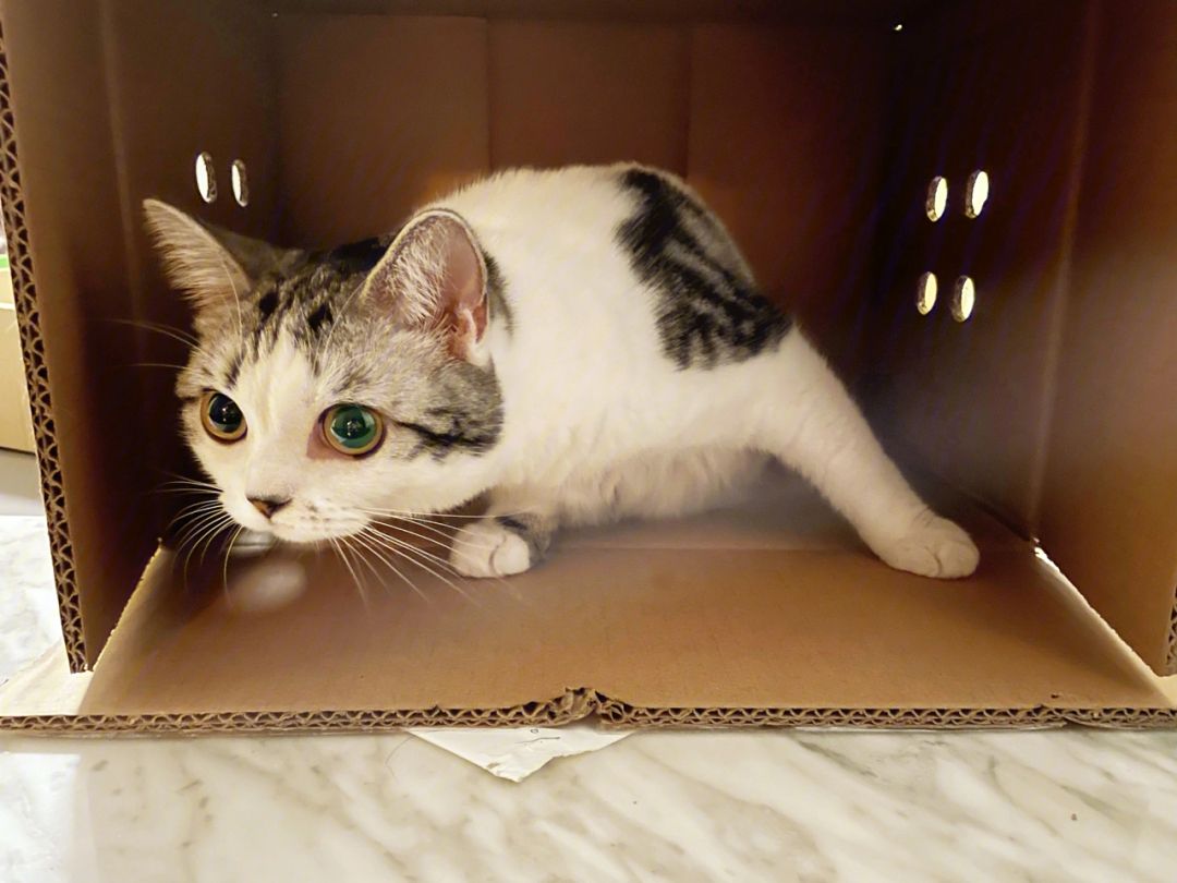 猫咪的这几个姿势说明它很爱你,猫咪令人喜爱的几件事