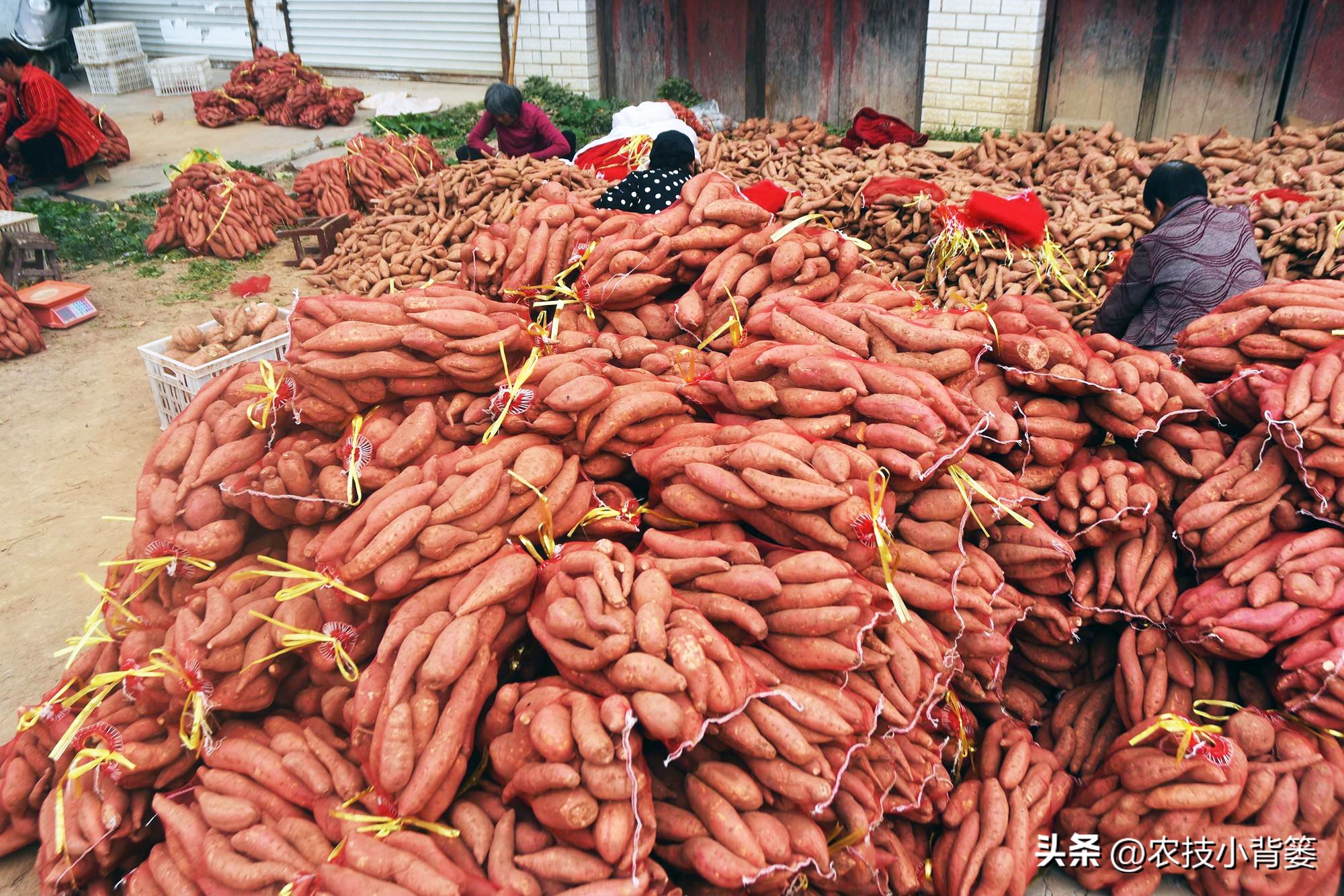 大棚种瓜的方法和技巧,使用什么药物才能让地瓜高产