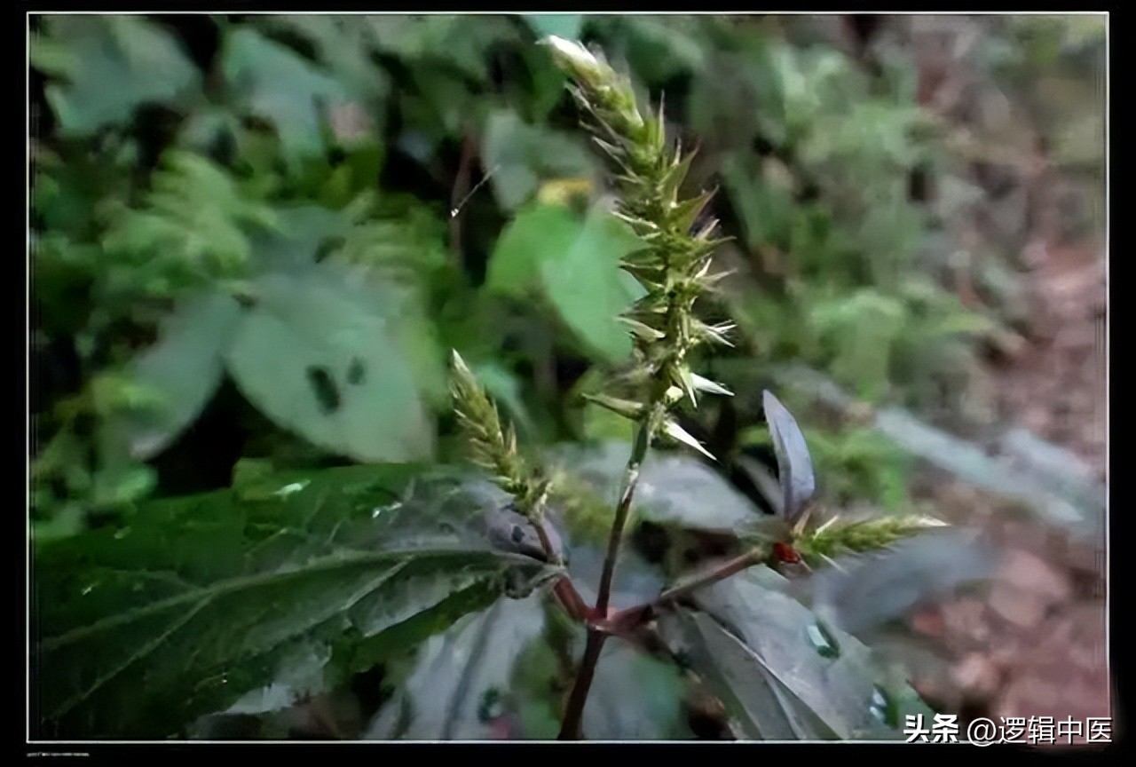 牛膝单味药,牛膝补肝肾配什么药最好