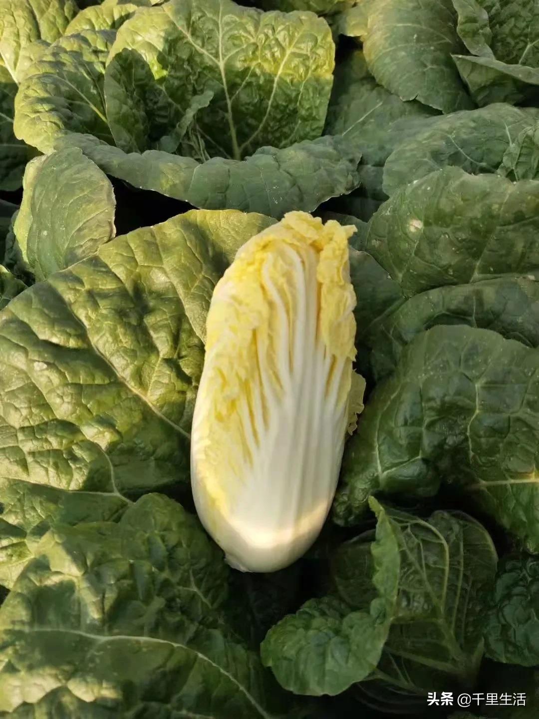 云南高山黄心白菜娃娃菜,云南哪里种娃娃菜