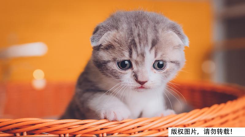 猫咪原来吃的东西现在不吃了,猫咪原来喜欢吃的现在不喜欢了