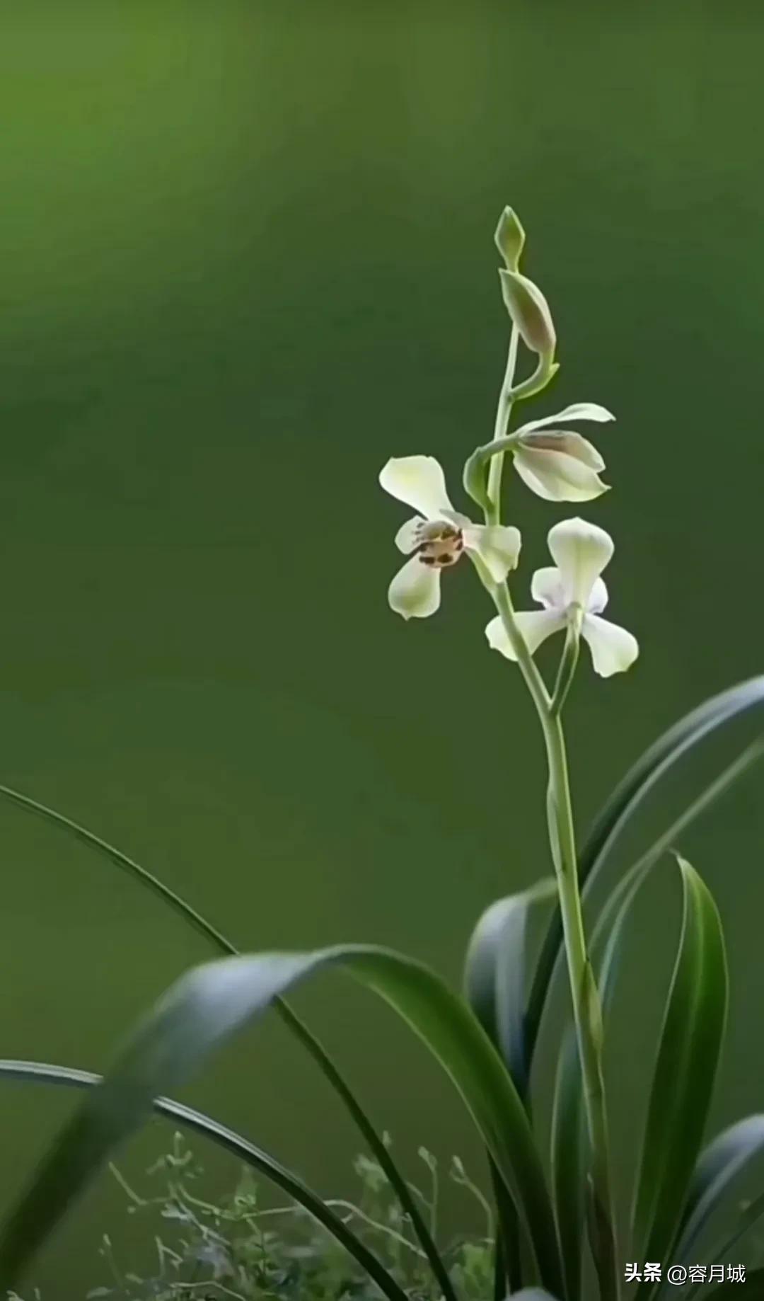 名贵兰花前十名,什么兰花被称为牢底坐穿兰