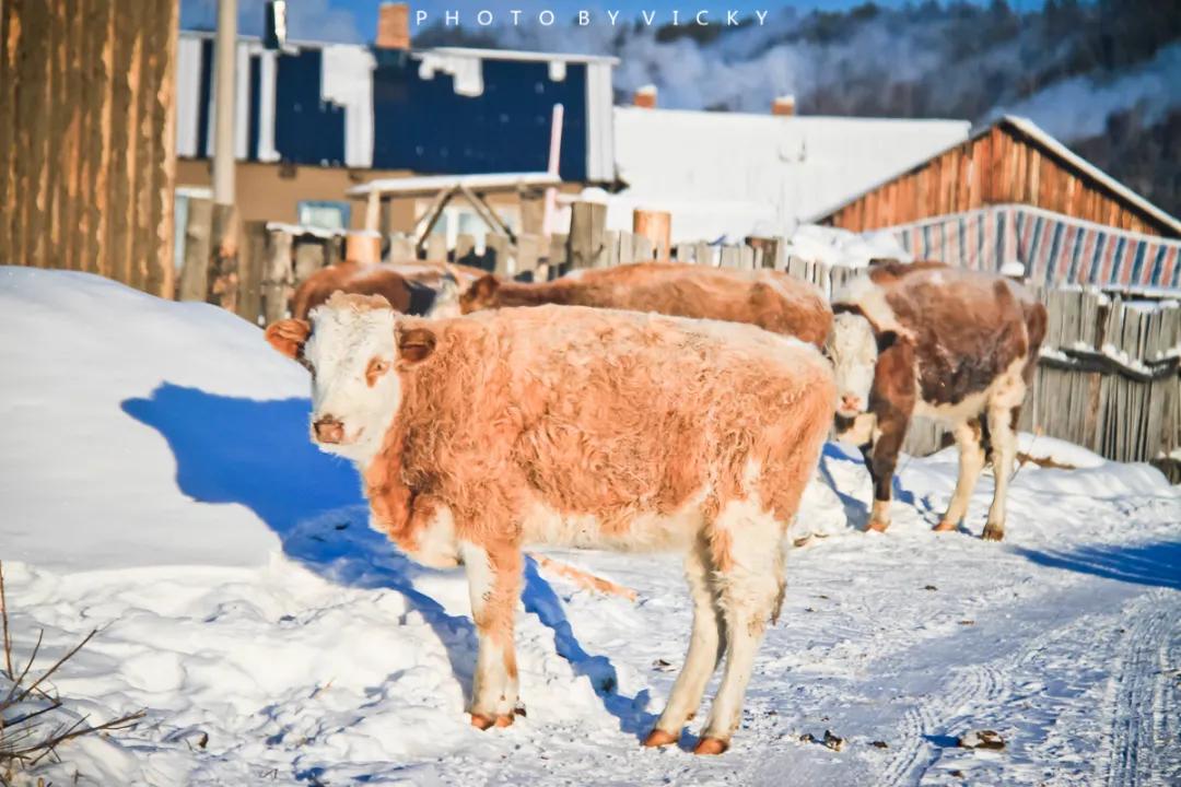 适合2月出行的12个旅行地，不负冬日的白雪和暖阳，准备好了吗？
