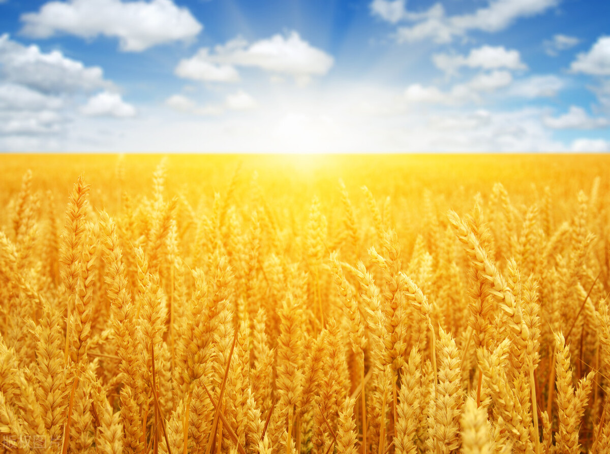 读原著学英语小王子,thelittleprince小王子英文书