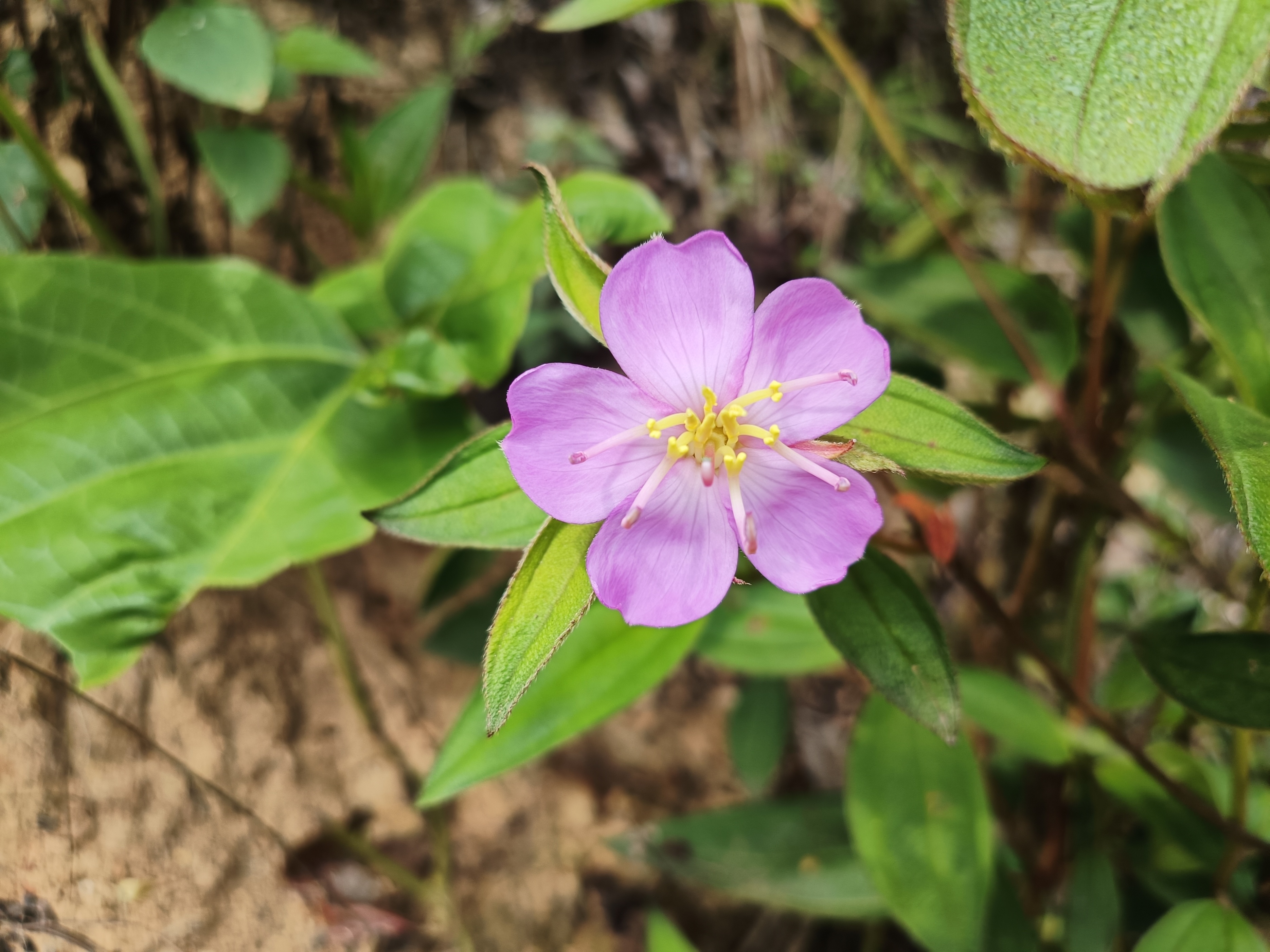 石老虎下山豹牙郎出没一片红