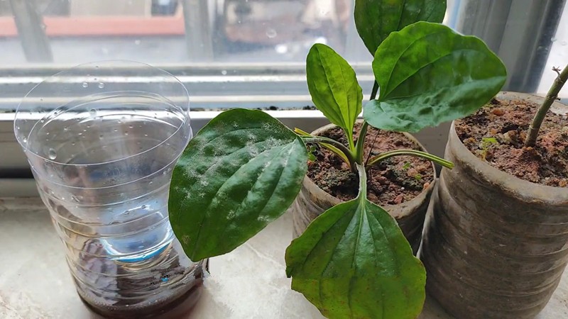 教你一招消灭家里所有的蚊子,对付蚊子的30个妙招