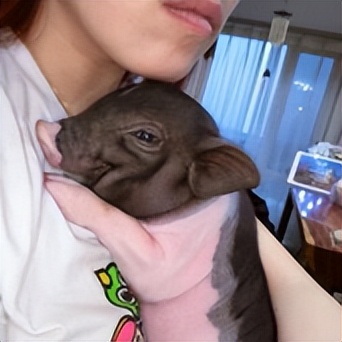 巴马香猪濒临灭绝,为什么中国土猪濒临灭绝呢