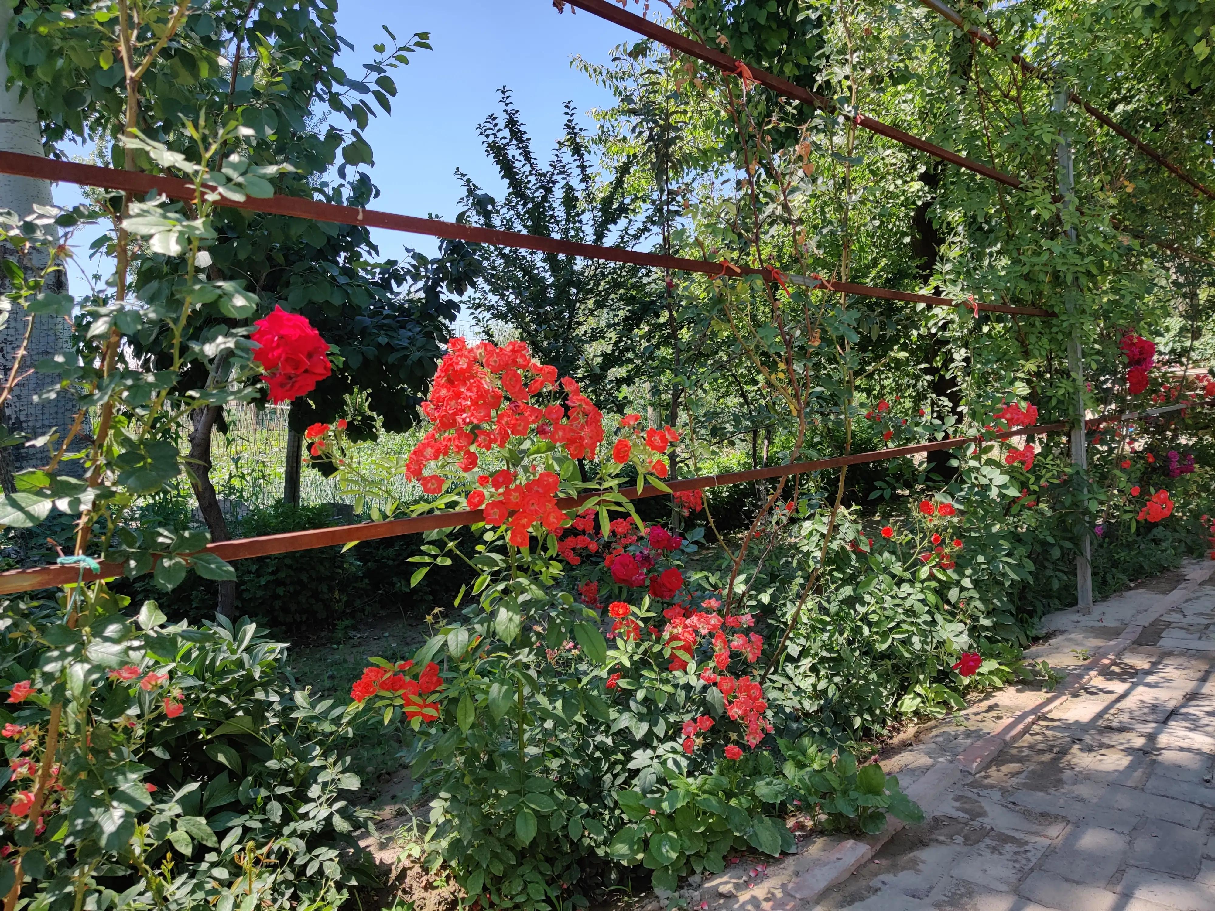 美味柴火鸡铁锅炖,美味柴火鸡汤