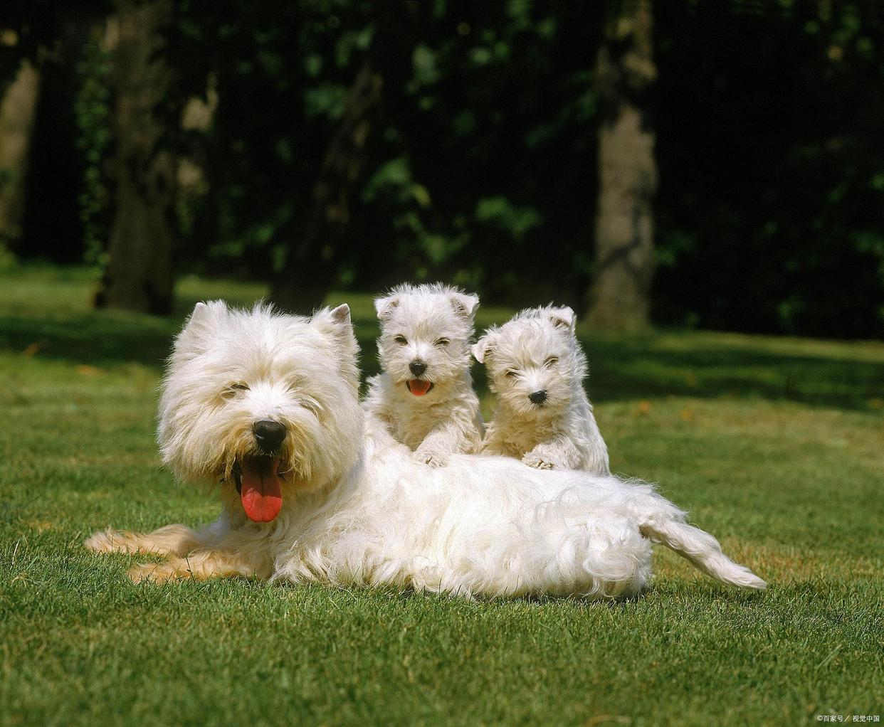 购买狗狗的几种方式，建议收藏防止被骗