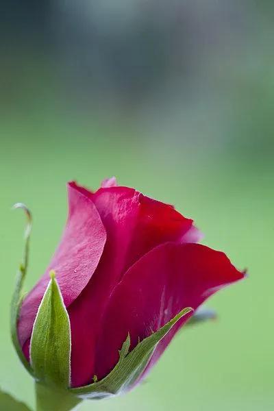 520浪漫玫瑰花壁纸,红玫瑰花壁纸大图