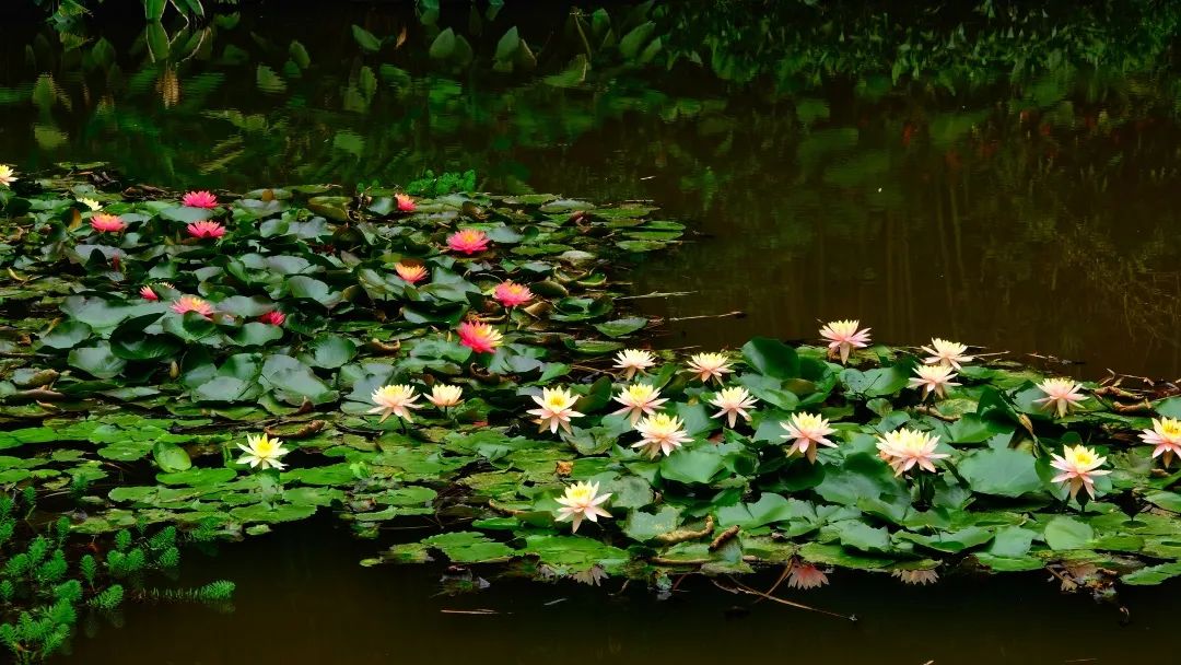 广州哪里有花海的景区,广州南沙区有哪些花海