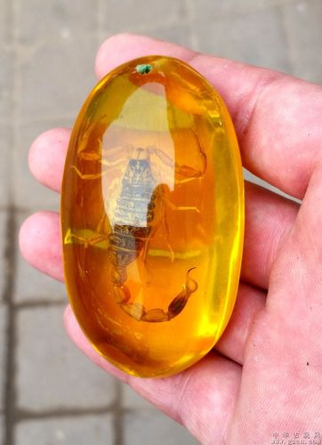 琥珀的鉴定书有假吗,琥珀留光鉴定