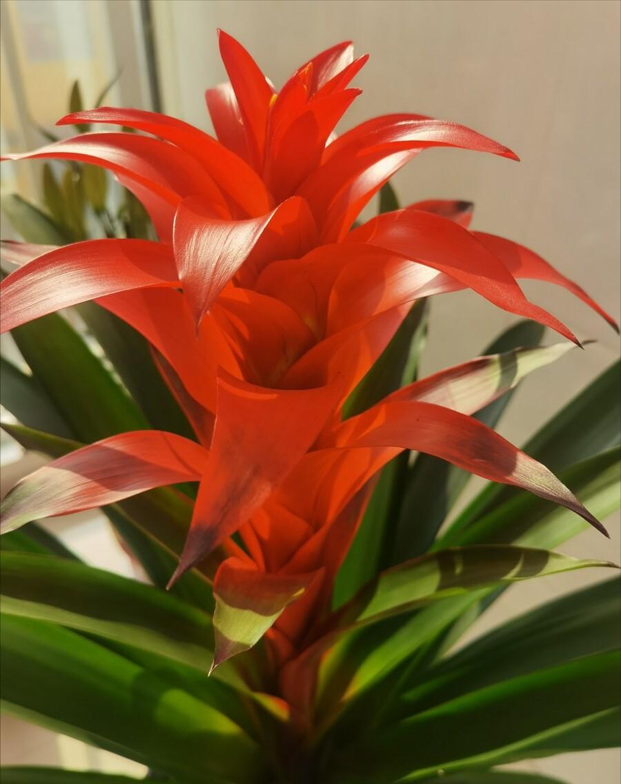 客厅养什么花最好最招财,客厅养什么花好看旺财