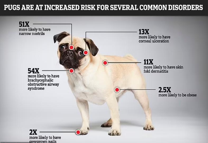 巴哥犬最大的特点,巴哥犬最令人头疼的5大缺点