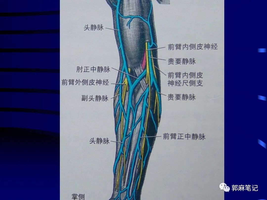 中心静脉穿刺置管术ppt免费,中心静脉置管的护理ppt