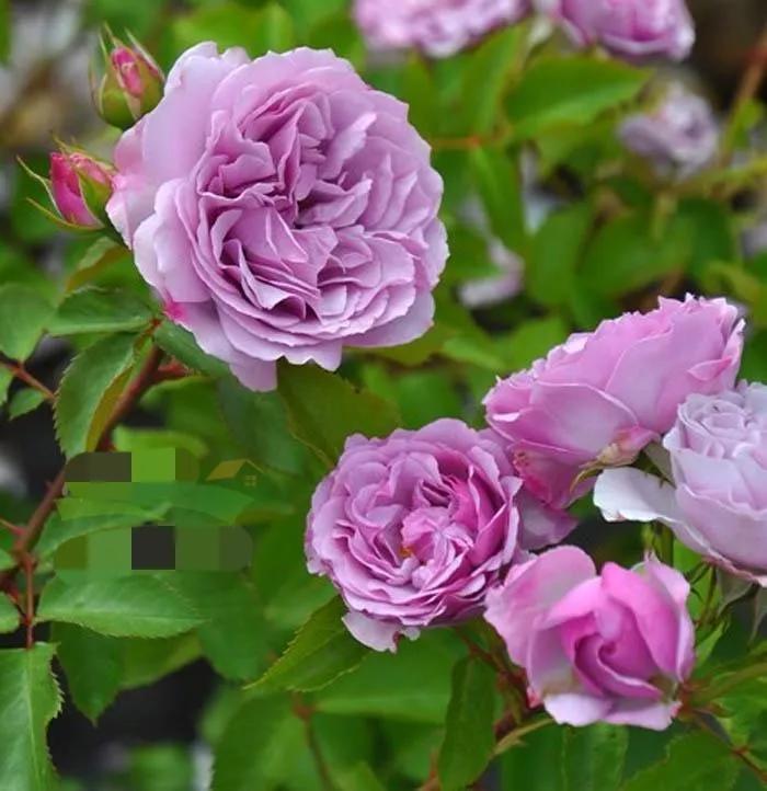 常见切花月季一览（45）