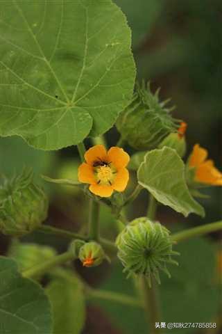 小苘麻的图片,苘麻图片