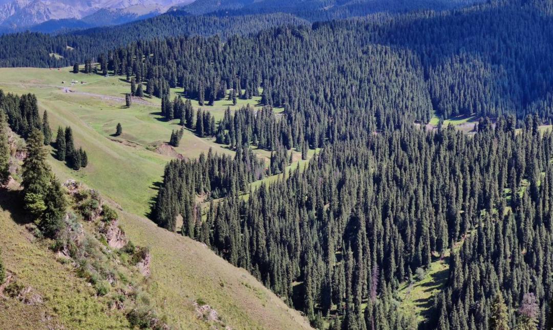 南航随心飞每年都可以买吗,南航新款随心飞