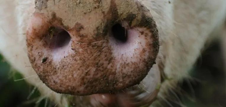 小猪佩奇古诗词故事,小猪佩奇游子吟